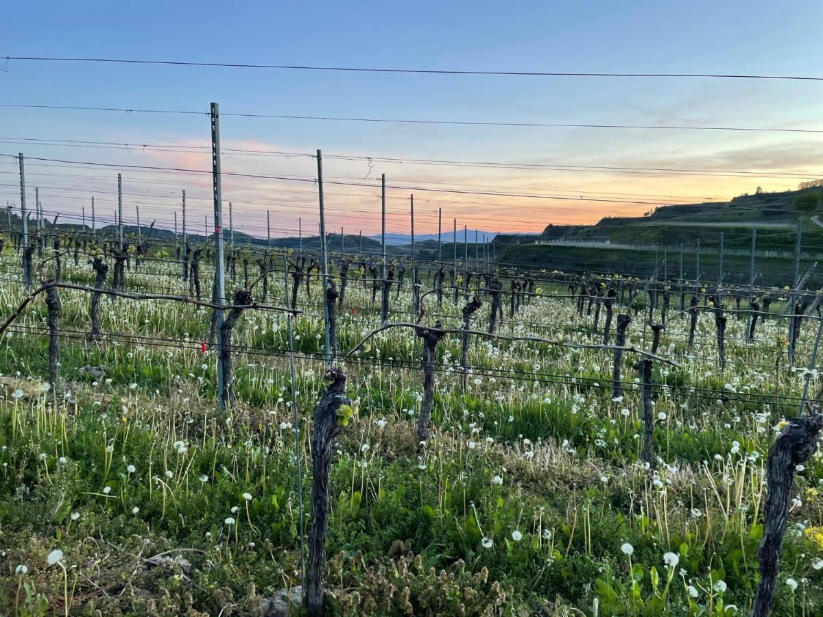 Apartmán Weingut & Strausswirtschaft Vogel Vogtsburg Exteriér fotografie