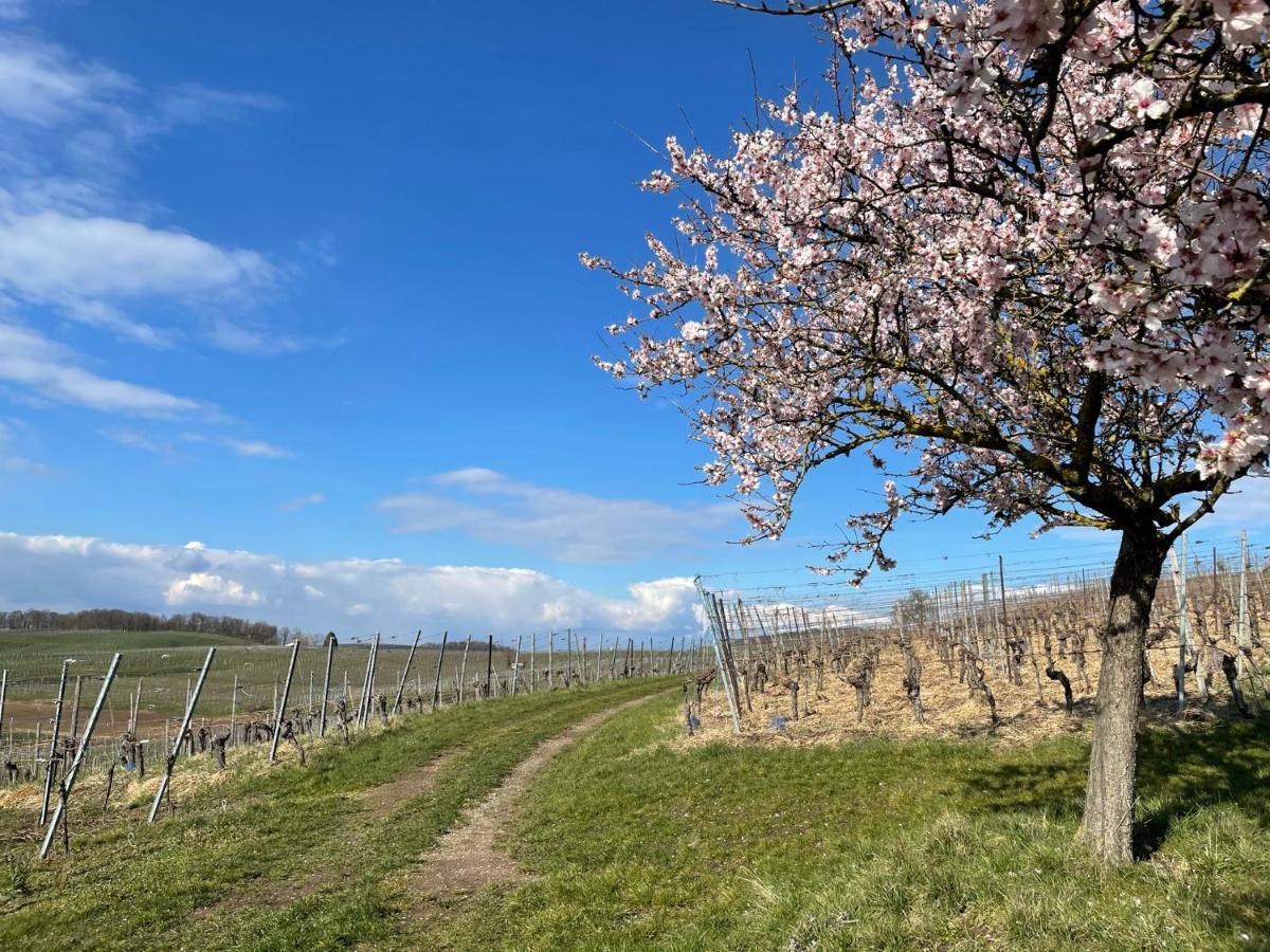 Apartmán Weingut & Strausswirtschaft Vogel Vogtsburg Exteriér fotografie