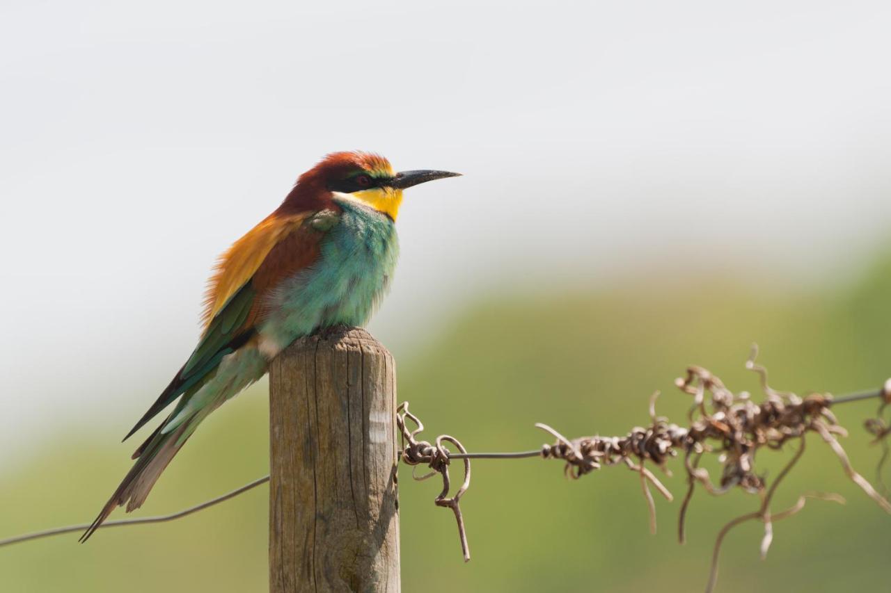 Apartmán Weingut & Strausswirtschaft Vogel Vogtsburg Exteriér fotografie